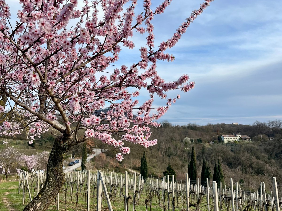 Il sentiero dei mandorli in fiore sui Colli&nbsp;Euganei