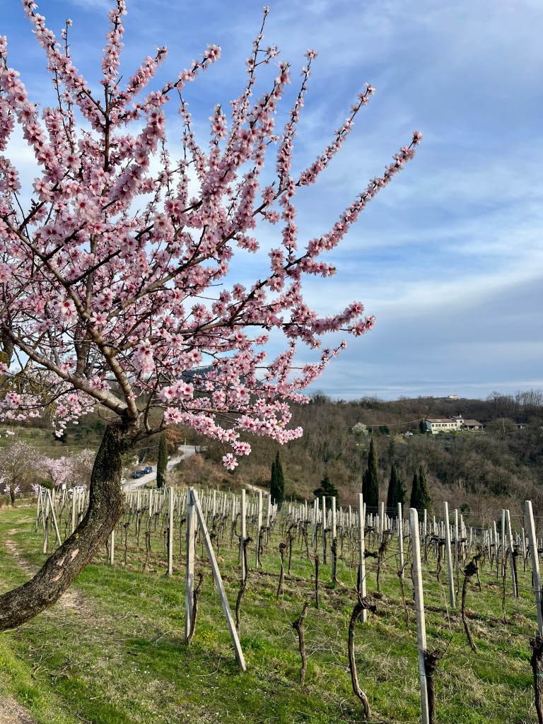 Il sentiero dei mandorli in fiore sui Colli&nbsp;Euganei