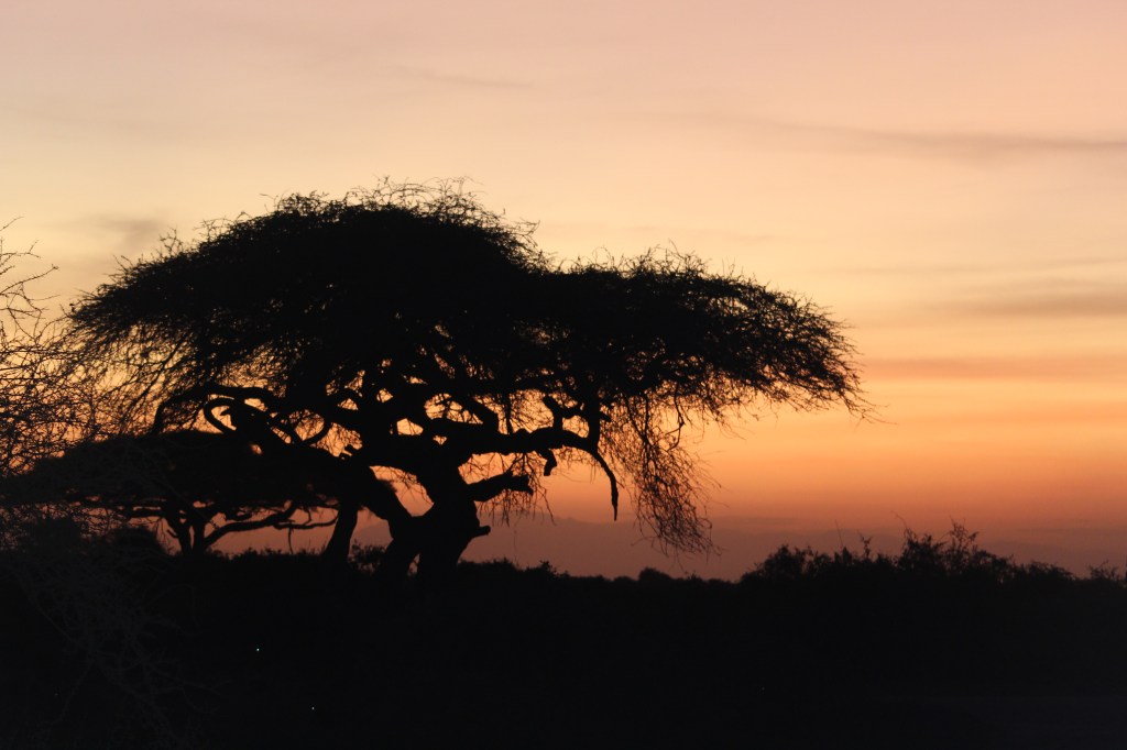 Safari in Kenya: tutto quello che c’è da&nbsp;sapere